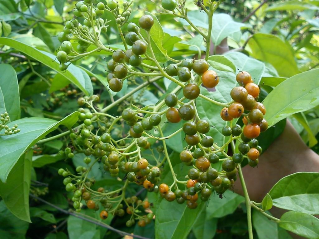 Các sản phẩm Đông Nam Dược