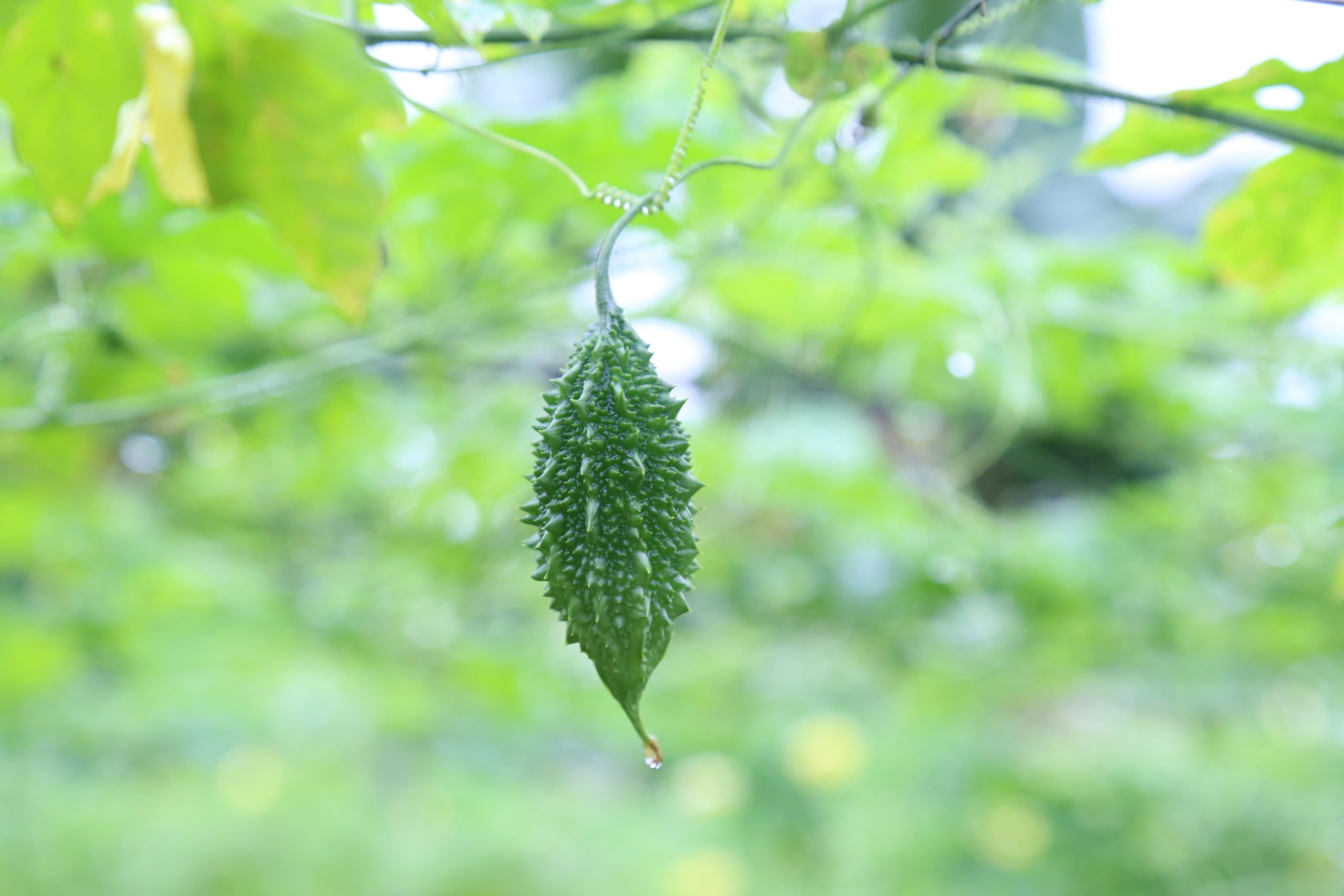 Sản phẩm từ Khổ qua rừng