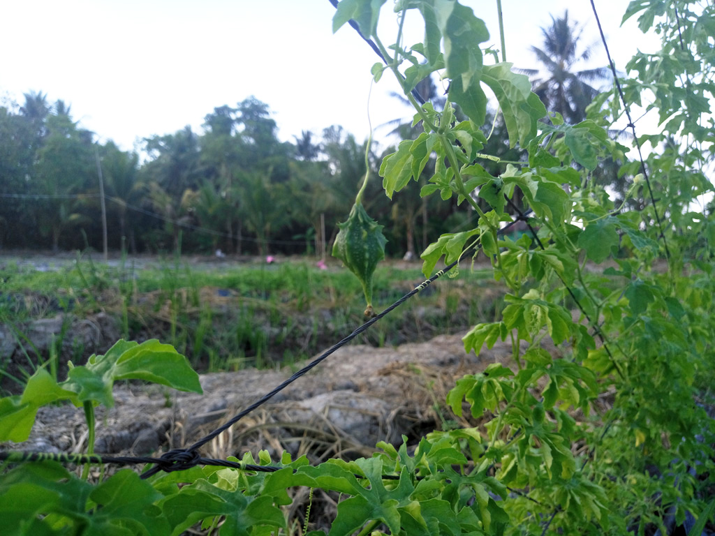 Vùng nguyên liệu Phụng Hiệp - Hậu Giang
