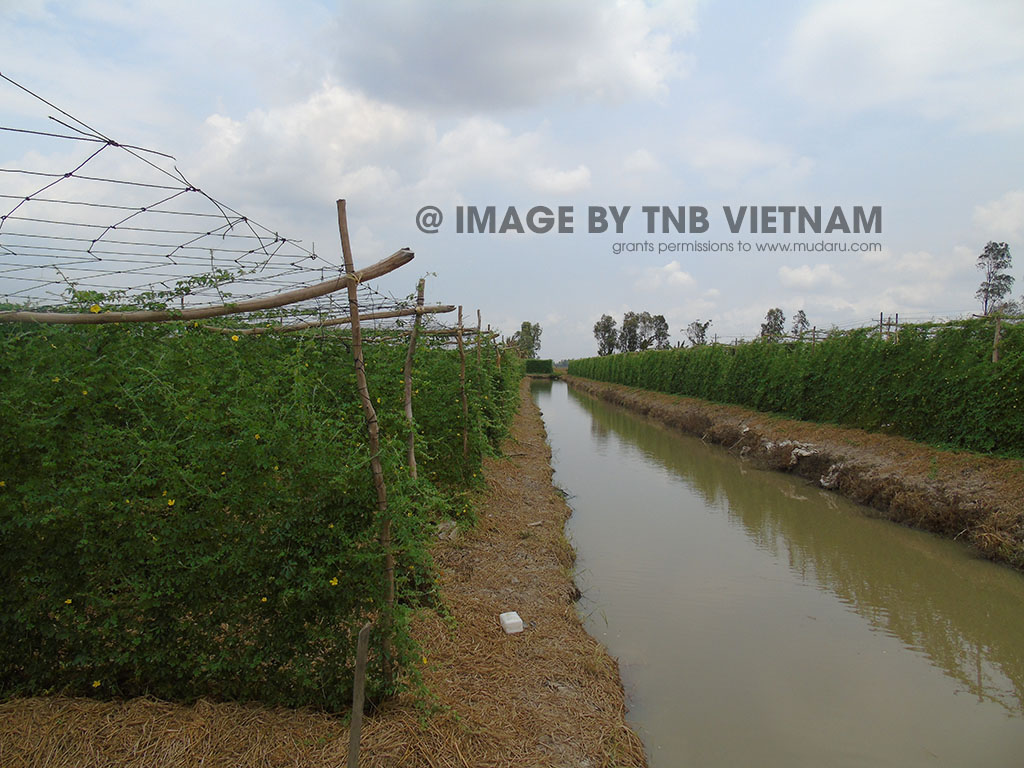 Vùng nguyên liệu Ngã Năm - Sóc Trăng